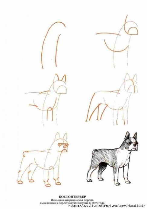 Рисуем собак Рисуем собак