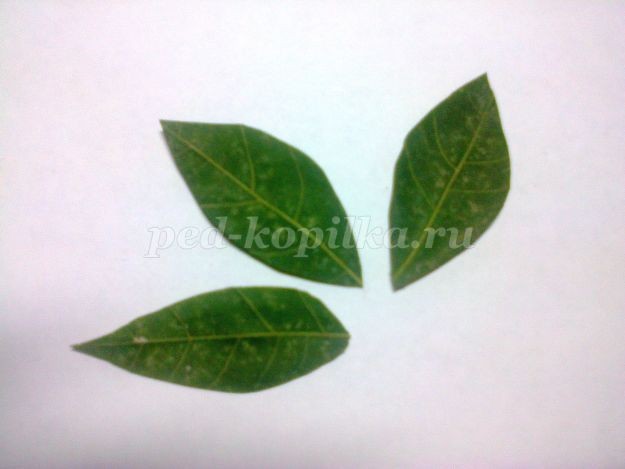 Натюрморт из листьев Натюрморт из листьев