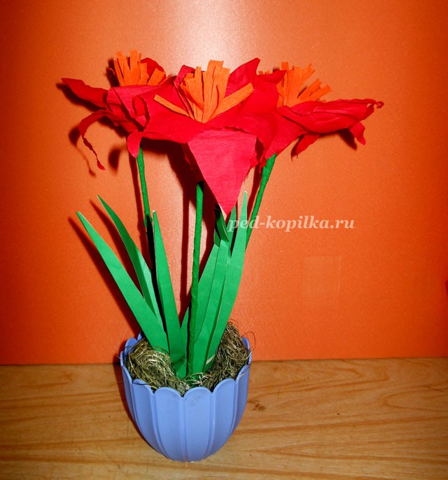 Цветущий амариллис Цветущий амариллис